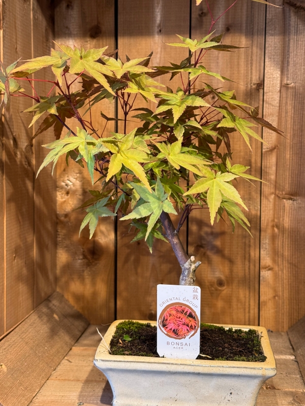 Bonsai Trees