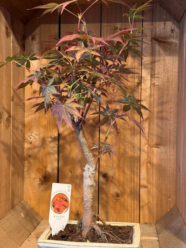 Bonsai Trees