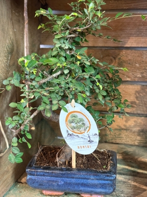 Bonsai Trees