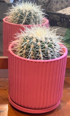 Cactus in a pot
