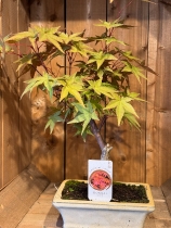 Bonsai Trees