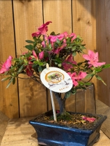 Bonsai Trees
