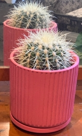 Cactus in a pot